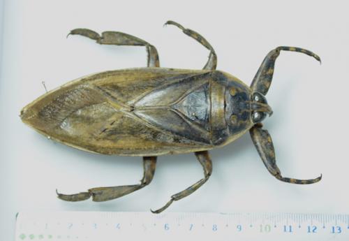 Lethocerus maximus